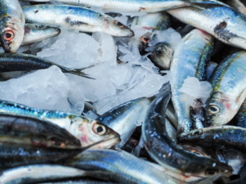 boe concursal- pescado anco